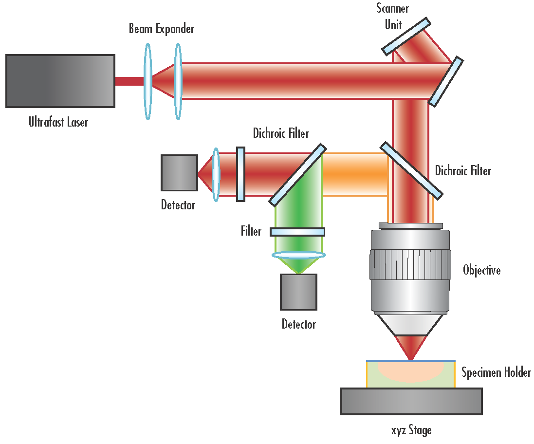 Figure 4: Typical schematic of a multiphoton microscopy system.