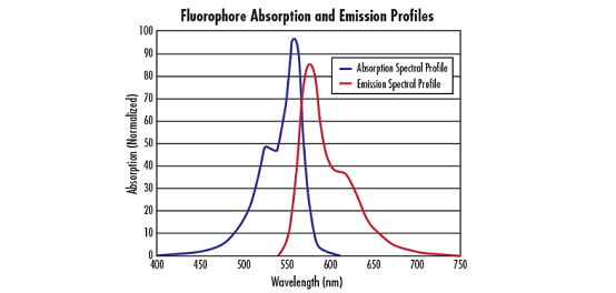 Fluorophores and Optical Filters for Fluorescence Microscopy