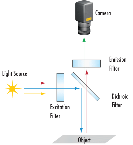 Typical Fluorescence Microscope Setup