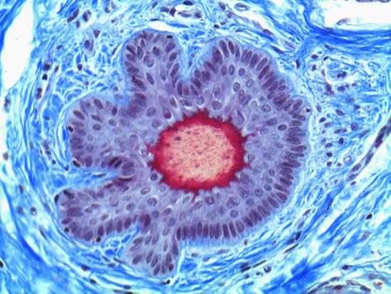 Brightfield Image of Dermal Tissue