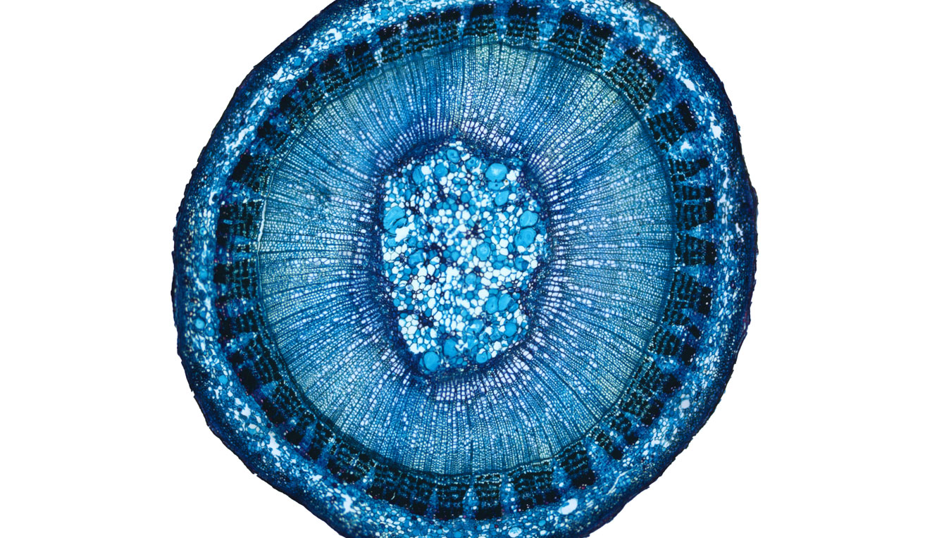ilia Stem, Brightfield, 120i 2.5X Plan APO Infinity Corrected Objective
