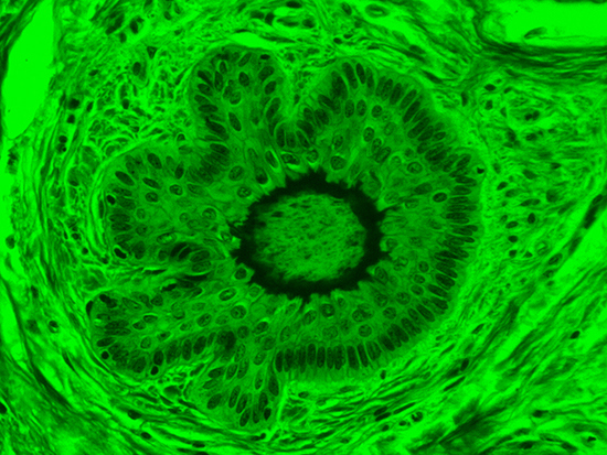 Brightfield Image of Dermal Tissue filtered with Green