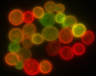 Fluorescence Image of Microspheres